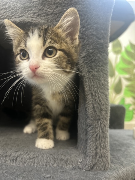 Nova