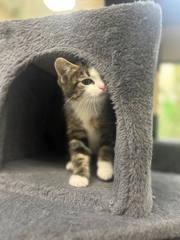 Nova