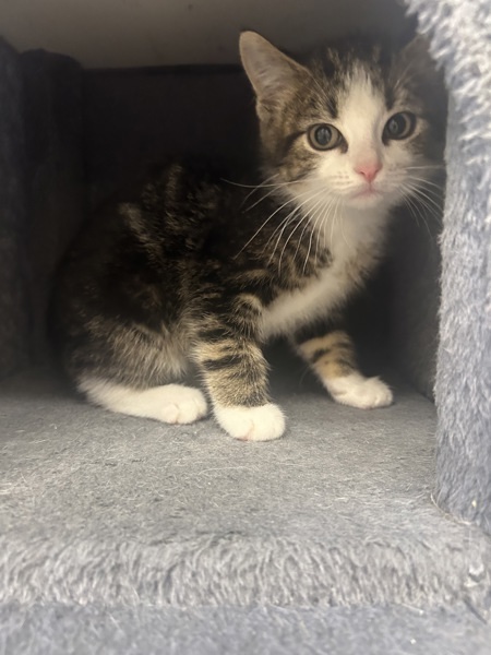 Nova