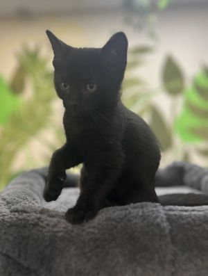 Moon, Baby Male Domestic Short Hair