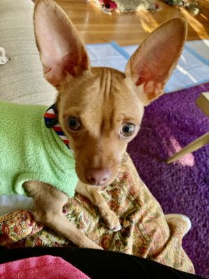 WARNINGYour is about to be stolen The heart stealer is HABIBI This adorable thief is 1 year old a