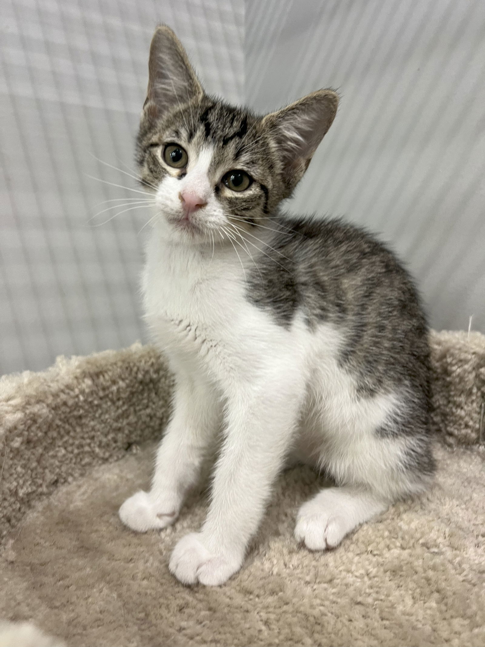 Taylor C Ingram-Come meet me at Pet supplies plus!