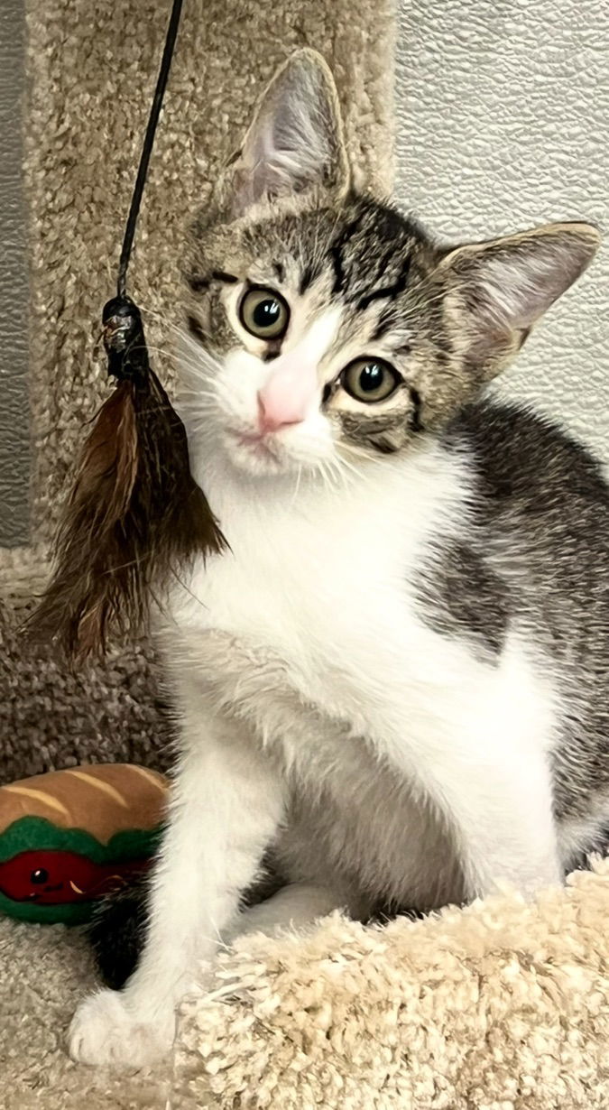 Taylor C Ingram-Come meet me at Pet supplies plus!