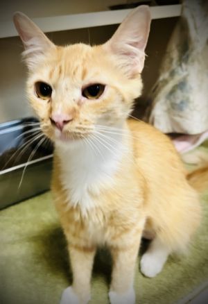 Mrs. Winner`s, Adult Female Domestic Medium Hair