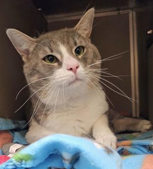 CAVALIER, Adult Male Domestic Short Hair