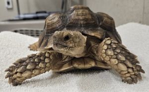 Sonic, Adult Male unknown