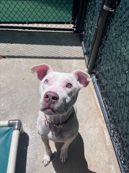 Lucy, an adoptable Pit Bull Terrier, Mixed Breed in Honolulu, HI, 96826 | Photo Image 1