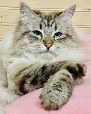 Homey Siberian Cat