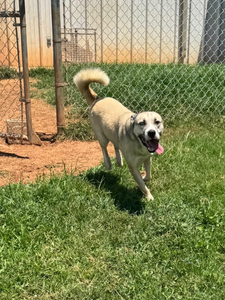 Heidi