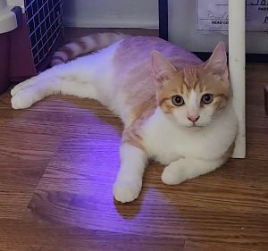 Nat, Young Female Domestic Short Hair