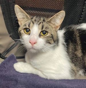 Taz, Young Male unknown