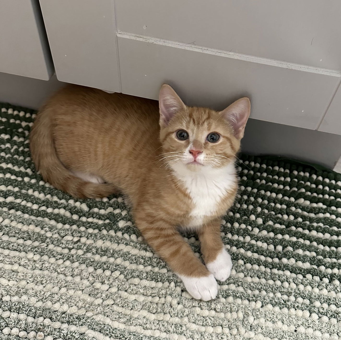 Simba