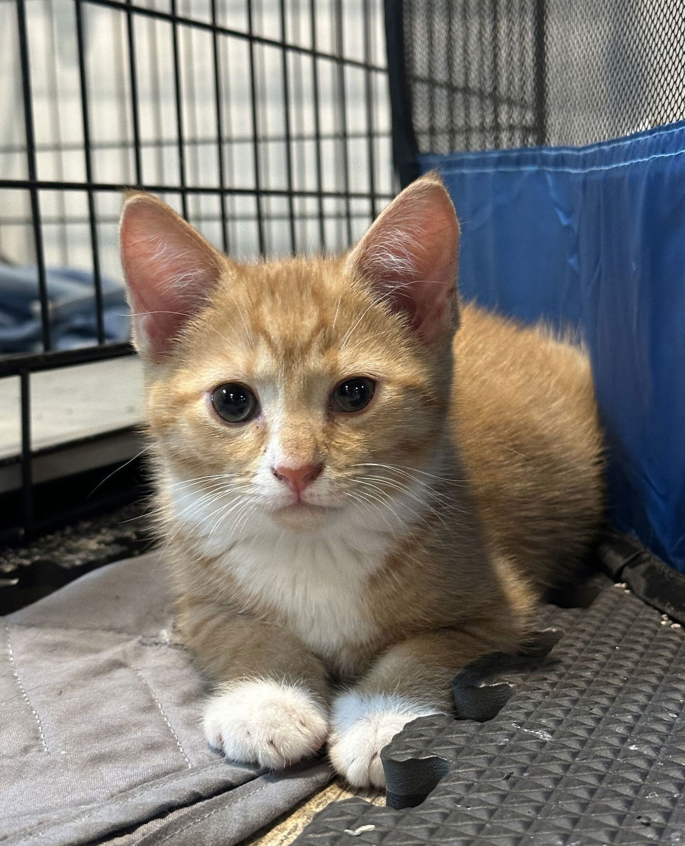 Simba