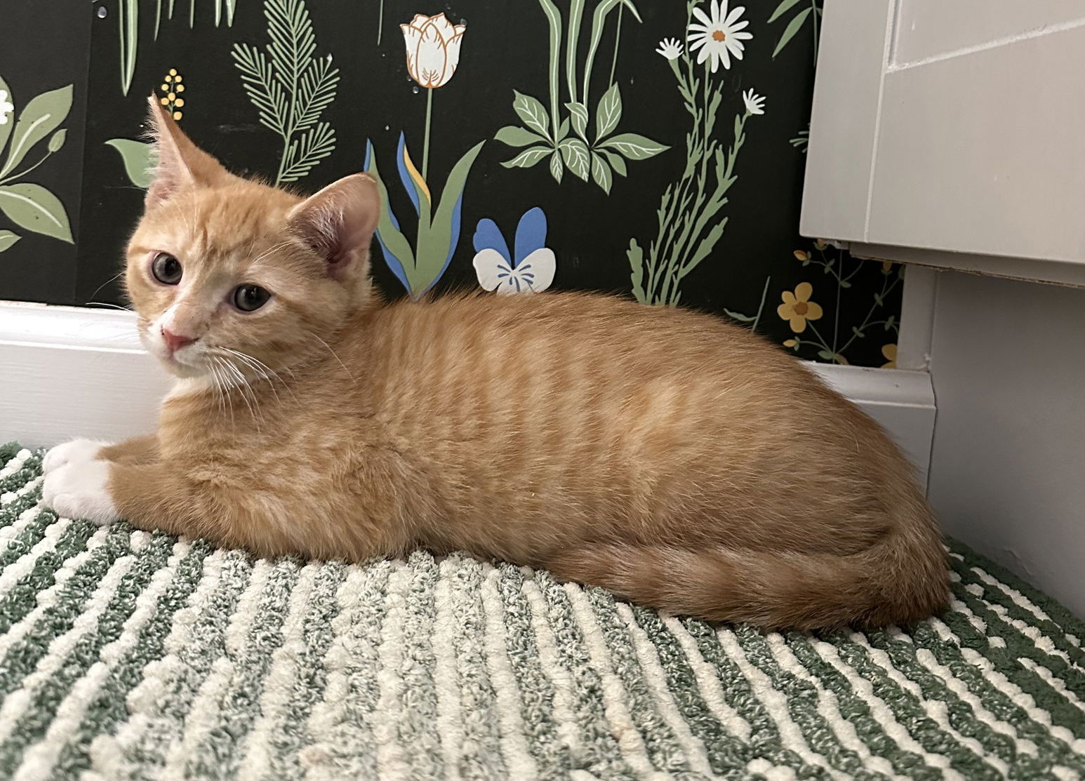 Simba