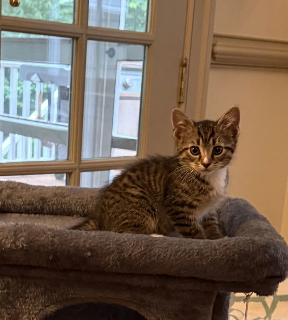 Penny