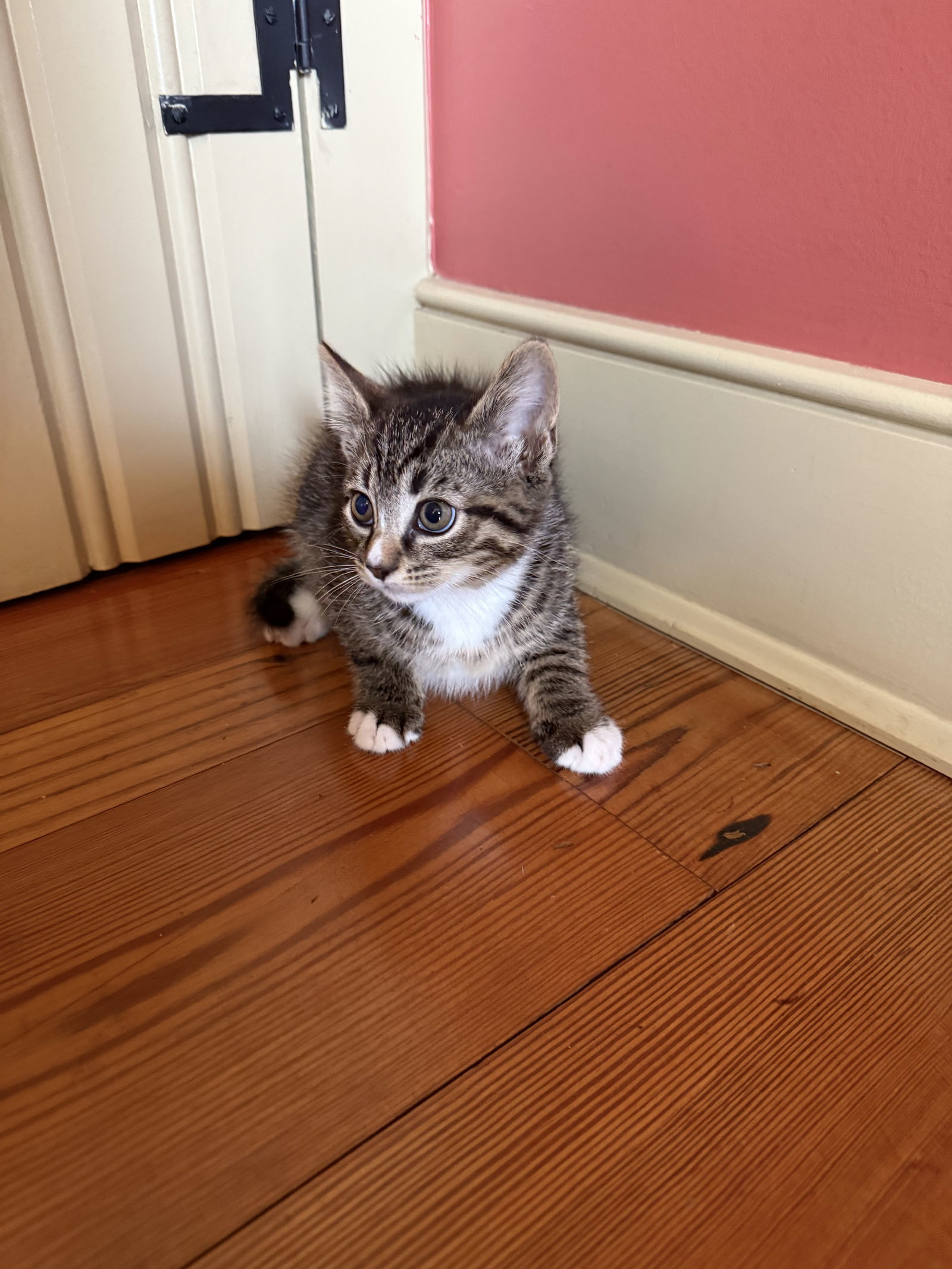 Penny