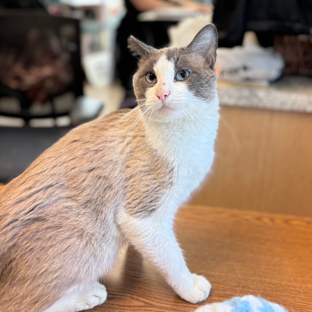 Melvin***ADOPTION PENDING***, an adoptable Domestic Short Hair, Siamese in Fargo, ND, 58102 | Photo Image 1