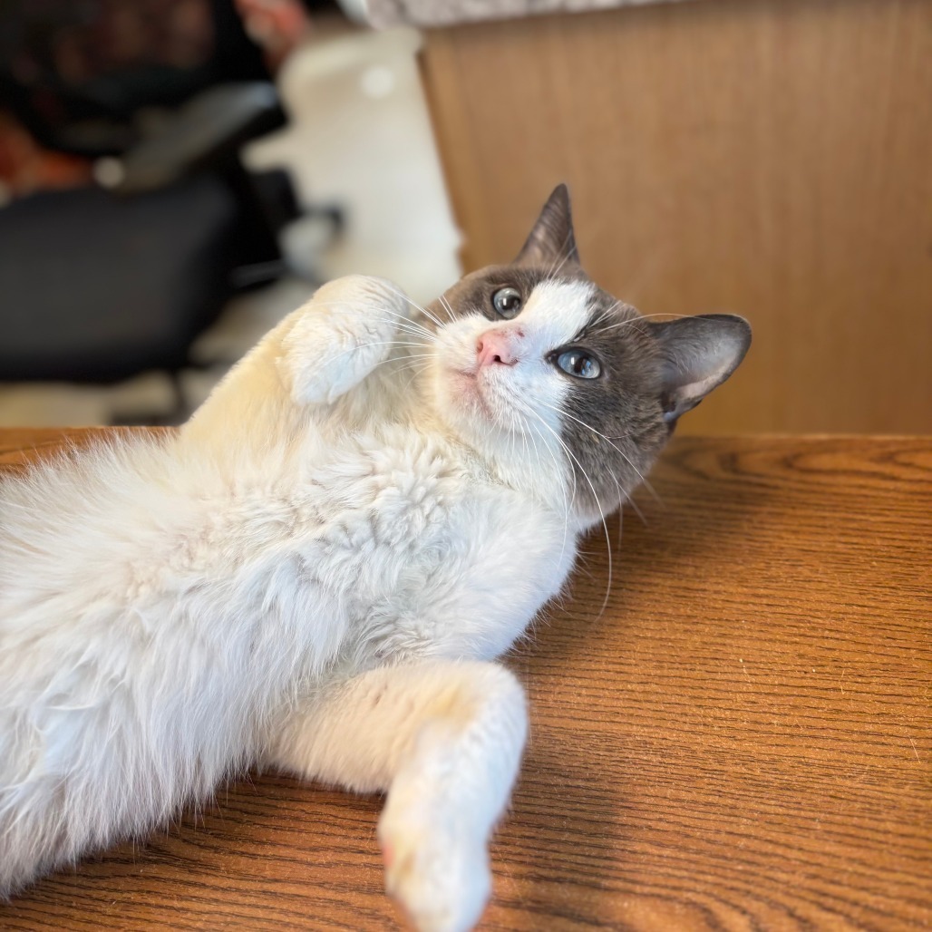 Melvin, an adoptable Domestic Short Hair, Siamese in Fargo, ND, 58102 | Photo Image 2