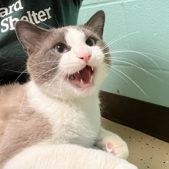 Melvin, an adoptable Domestic Short Hair, Siamese in Fargo, ND, 58102 | Photo Image 3