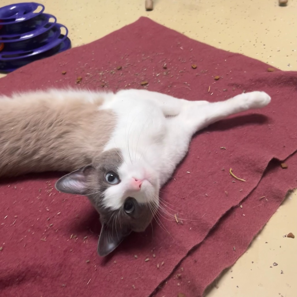 Melvin, an adoptable Domestic Short Hair, Siamese in Fargo, ND, 58102 | Photo Image 4