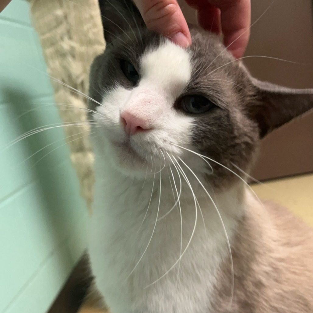 Melvin***ADOPTION PENDING***, an adoptable Domestic Short Hair, Siamese in Fargo, ND, 58102 | Photo Image 5