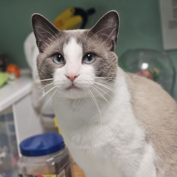 Melvin, an adoptable Domestic Short Hair, Siamese in Fargo, ND, 58102 | Photo Image 6
