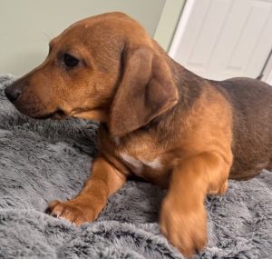 Gypsy Dachshund Dog