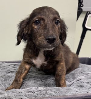 Waffles Dachshund Dog