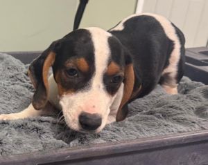 Please contact ADOPTION adoptdoggieharmonyorg for more information about this pet Love and cons