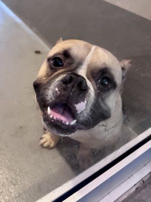 Hi Im Rico a sweet and goofy chap I arrived at the shelter in a peculiar way One day while