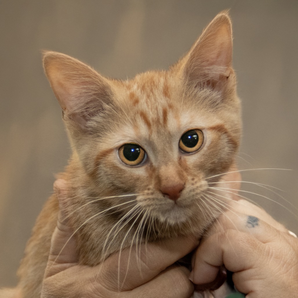 Ken, an adoptable Domestic Medium Hair in Wichita, KS, 67208 | Photo Image 1