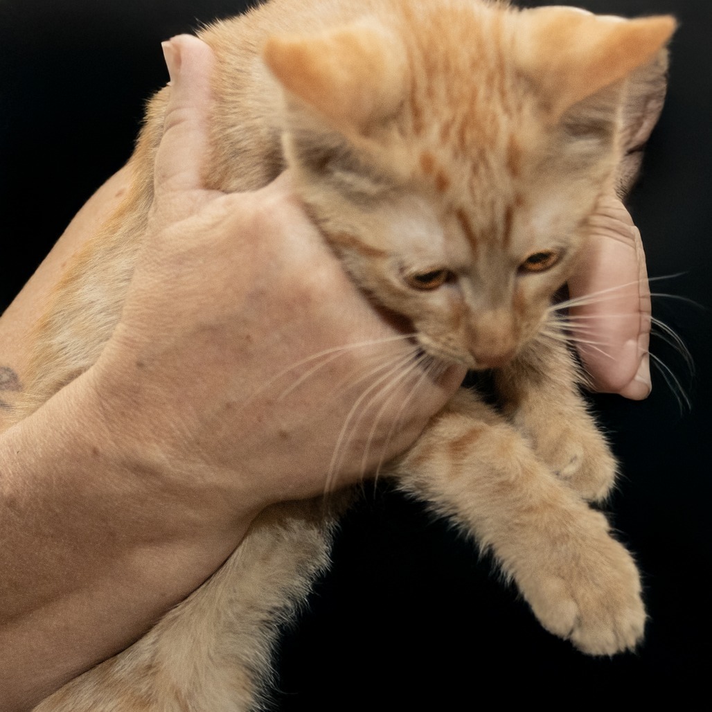 Ken, an adoptable Domestic Medium Hair in Wichita, KS, 67208 | Photo Image 2