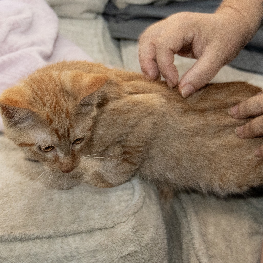 Ken, an adoptable Domestic Medium Hair in Wichita, KS, 67208 | Photo Image 3