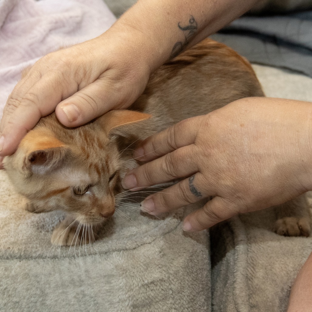 Ken, an adoptable Domestic Medium Hair in Wichita, KS, 67208 | Photo Image 4