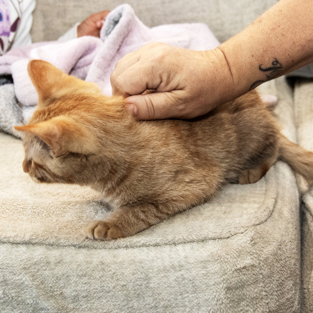 Ken, an adoptable Domestic Medium Hair in Wichita, KS, 67208 | Photo Image 5
