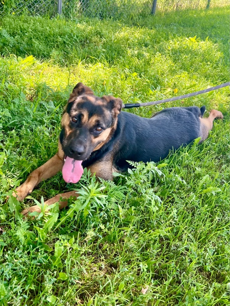 Zoey, an adoptable Shepherd, Mixed Breed in Saint James, MN, 56081 | Photo Image 1