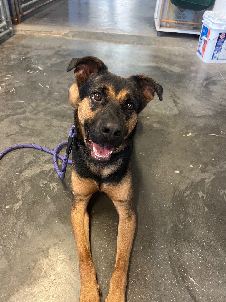 Zoey, an adoptable Shepherd, Mixed Breed in Saint James, MN, 56081 | Photo Image 2