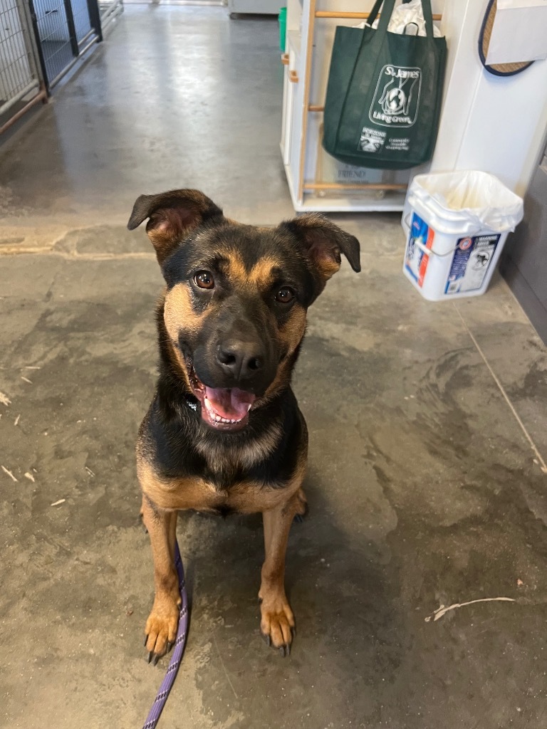 Zoey, an adoptable Shepherd, Mixed Breed in Saint James, MN, 56081 | Photo Image 3