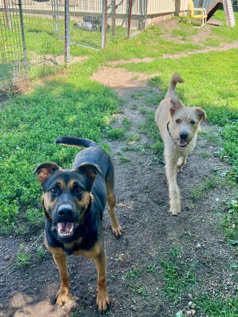 Zoey, an adoptable Shepherd, Mixed Breed in Saint James, MN, 56081 | Photo Image 4