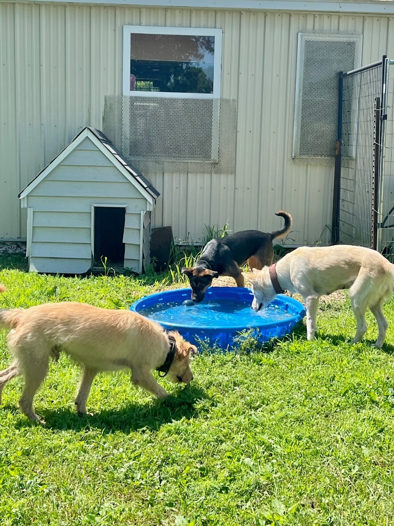 Zoey, an adoptable Shepherd, Mixed Breed in Saint James, MN, 56081 | Photo Image 5