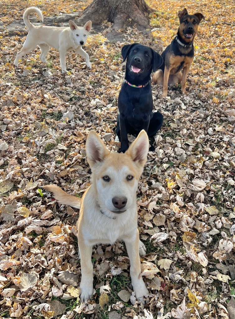 Zoey, an adoptable Shepherd, Mixed Breed in Saint James, MN, 56081 | Photo Image 6