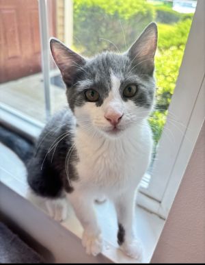 Jasper, Baby Male Domestic Short Hair