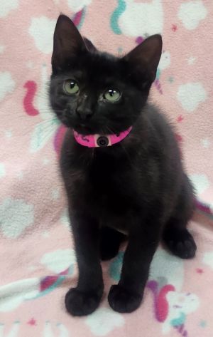 Ziva, Baby Female Domestic Short Hair