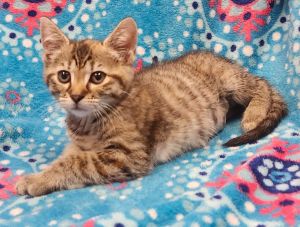 Thumbilina, Baby Female Domestic Short Hair