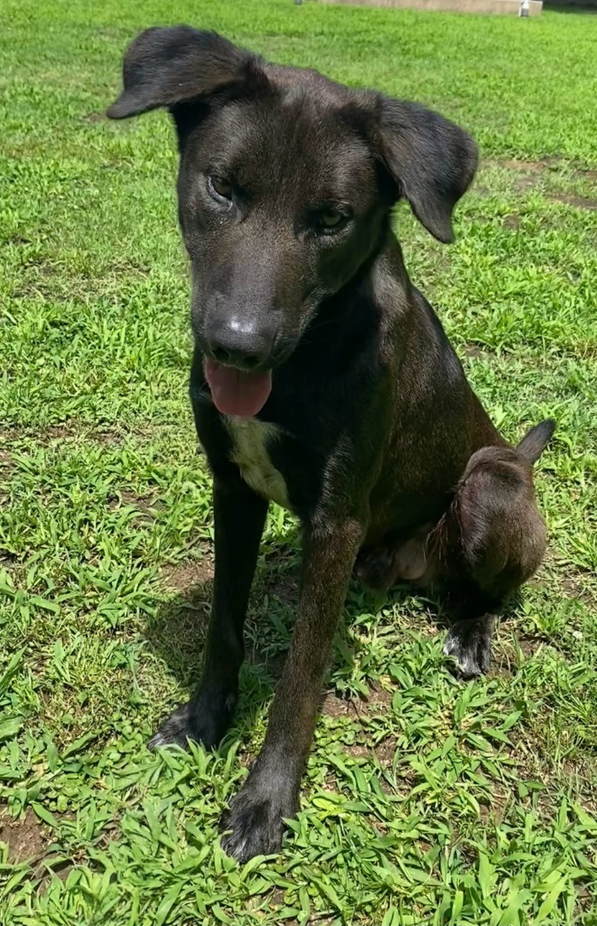 Apollo