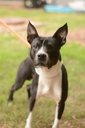 Baby Milo Mixed Breed Dog