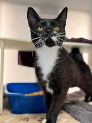 Malibu is as cool and breezy as her name suggests This gorgeous girl brings laid-back vibes sweet 