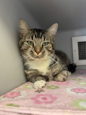Catfish 826-25, Adult Male Domestic Short Hair