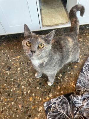 Miso, Young Female unknown