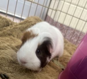Maverick (companion To Miko), Adult Male Guinea Pig